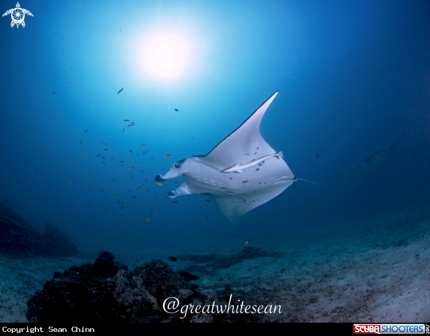 A Manta Ray