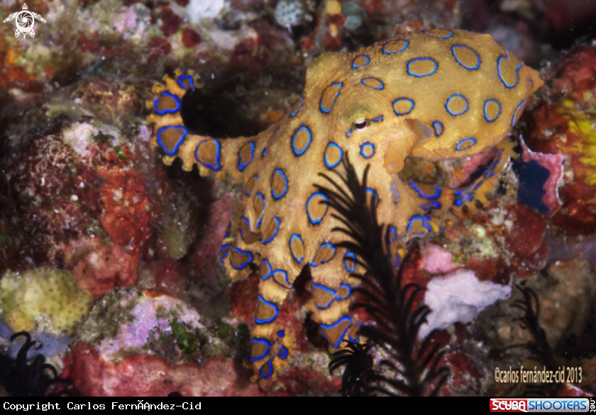 A Blue ring octopus