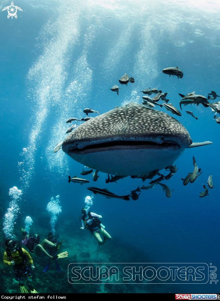 A Whale Shark