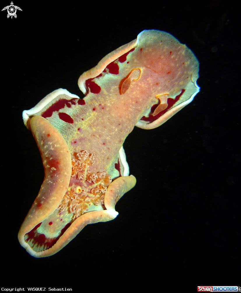 A Hexabranchus sanguineus