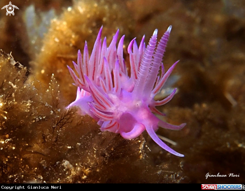 A Flabellina