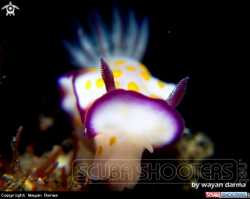 A nudibranch 