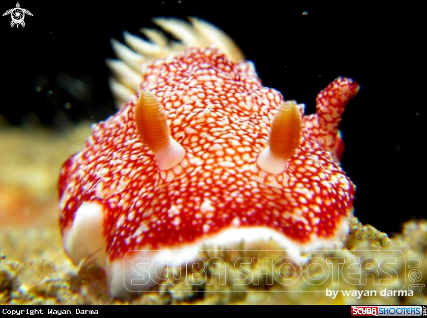 A nudibranch 