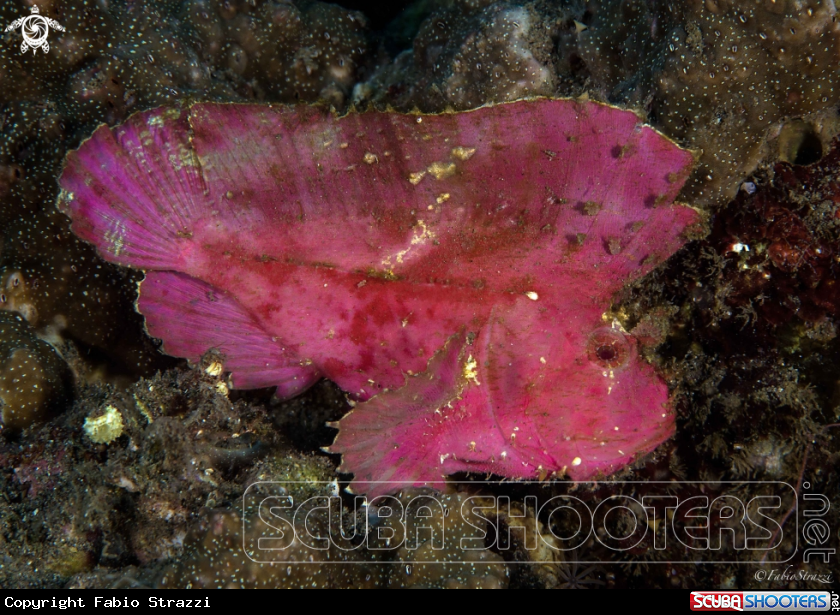 A Leaf fish