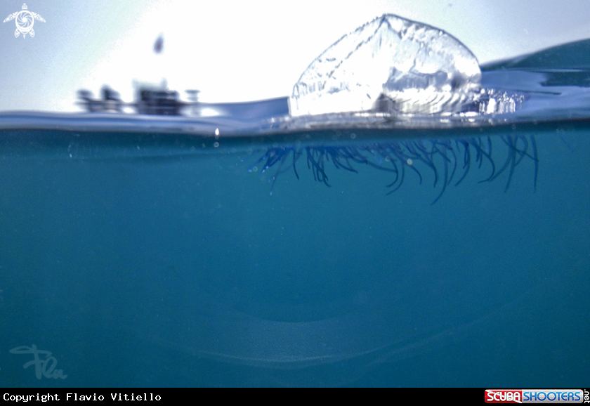 A velella