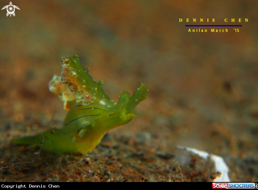 A Nudi