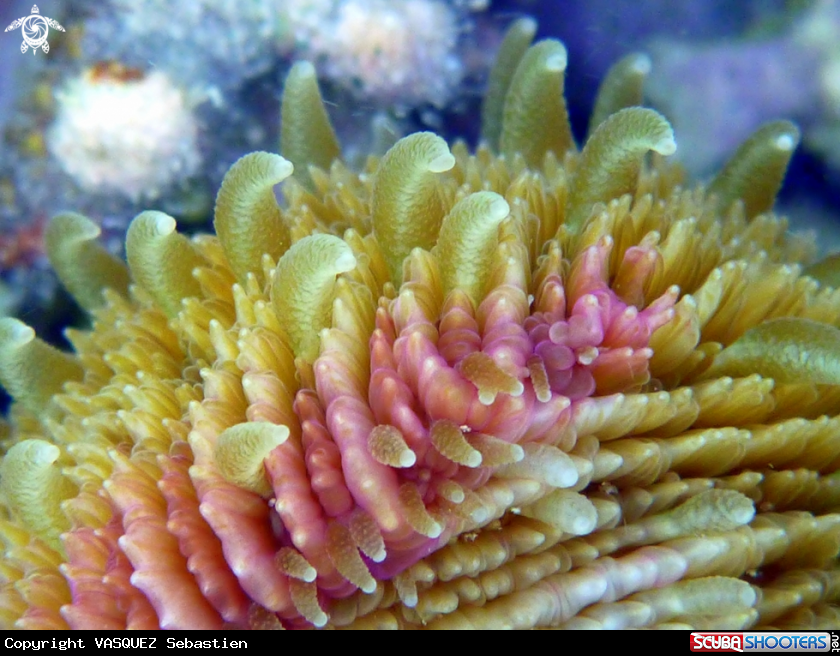 A coral Fungia details