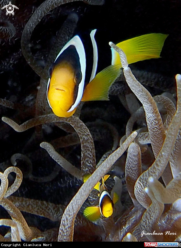 A Black clownfish