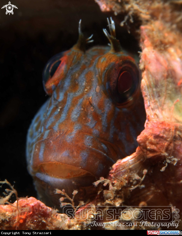 A Horned blenny