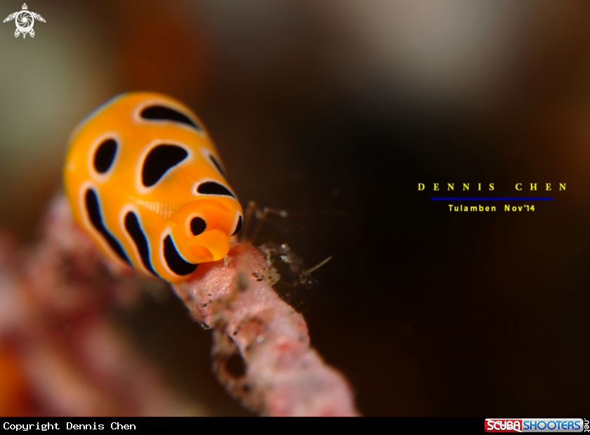 A Tiger Cowrie