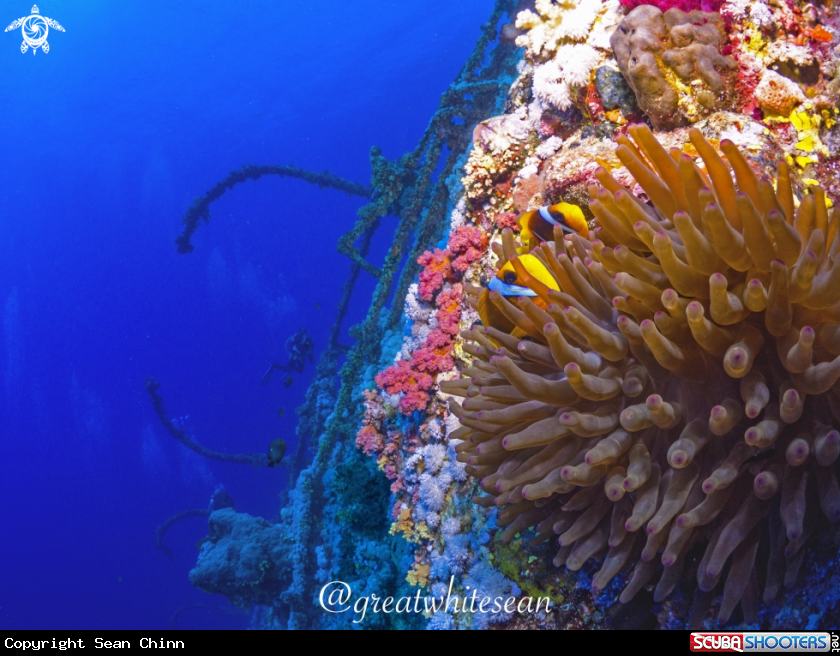 A Red Sea Clownfish