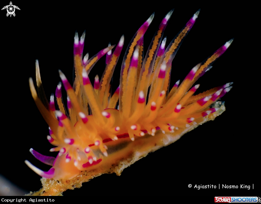 A Smooth rhinophores - Unidentia angelvaldesi