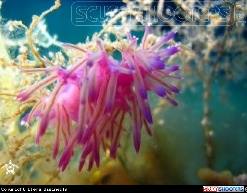 A Flabellina