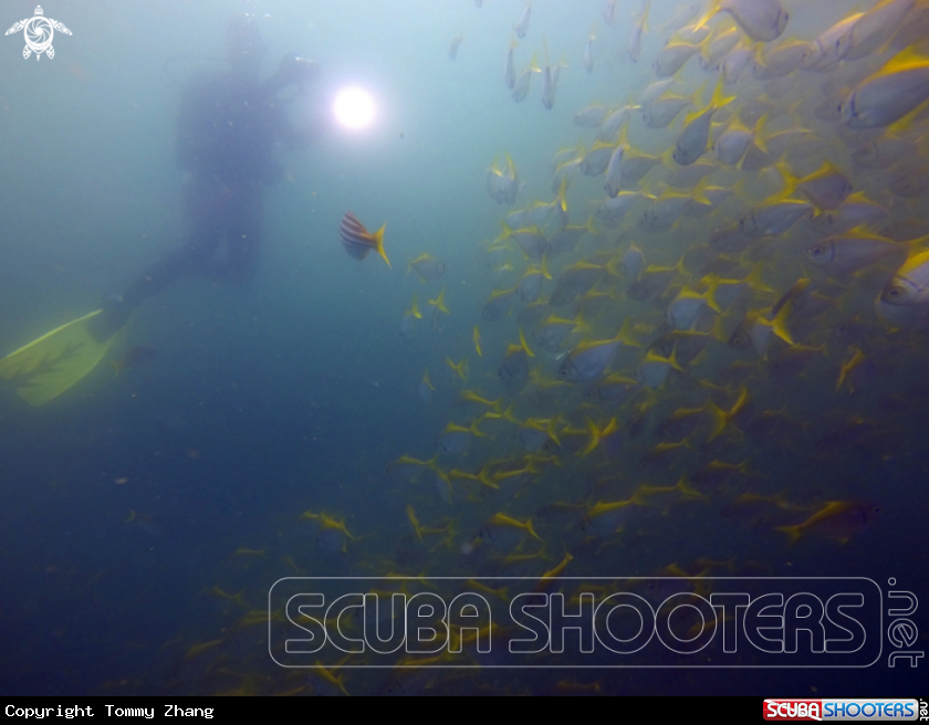 A School of Yellow Tail