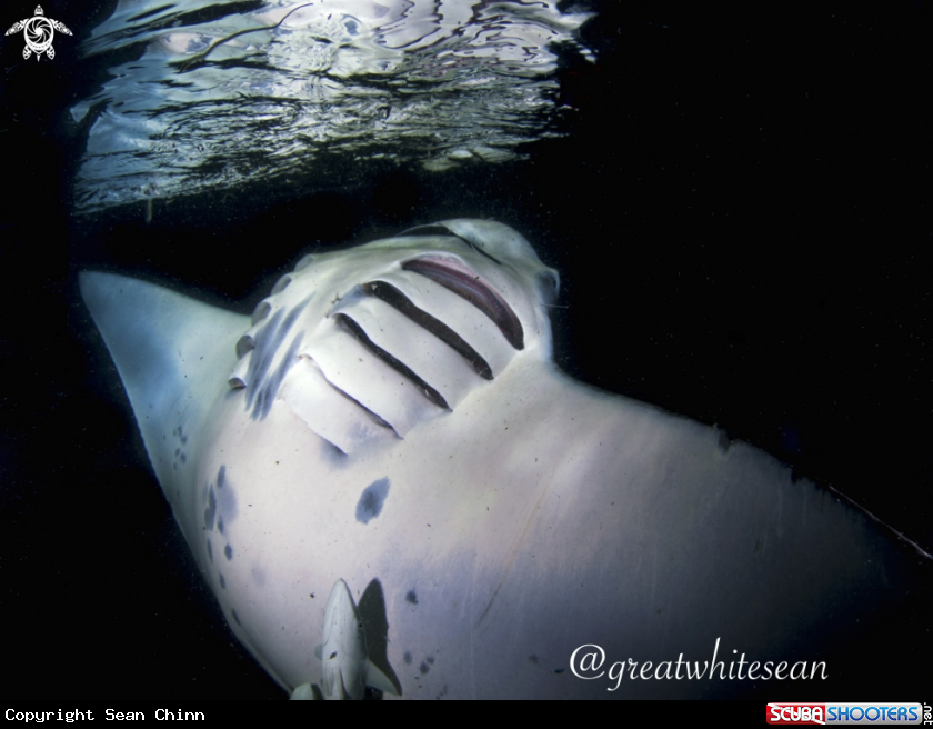 A Manta Ray