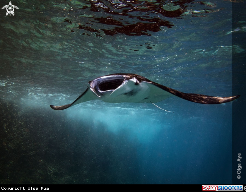 A Manta Ray