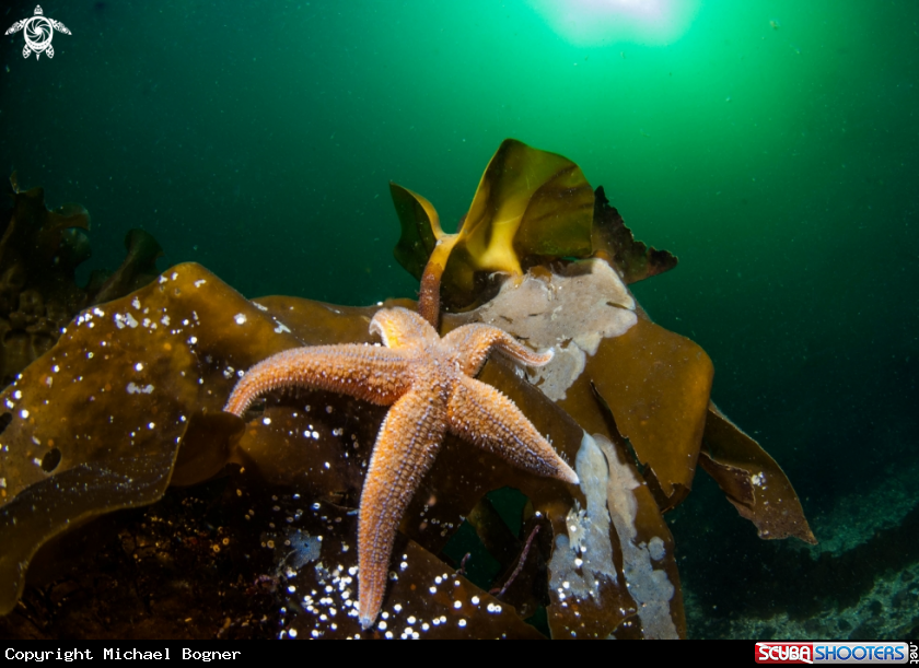 A underwater creature