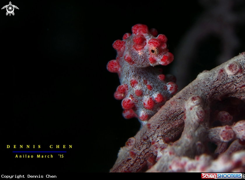 A Pygmy seahorse 