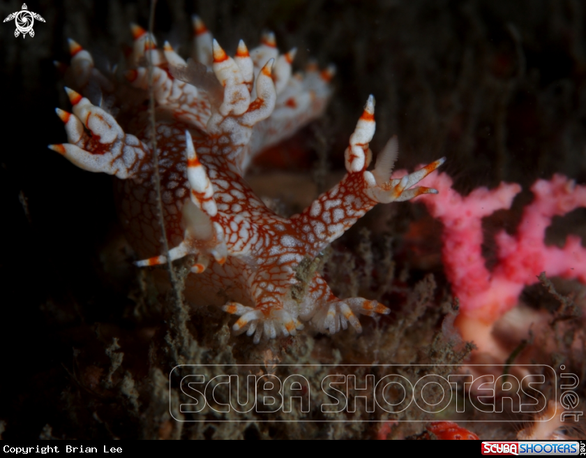 A Nudibranch