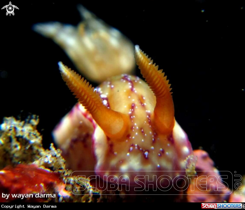 A hypselodoris krakatoa