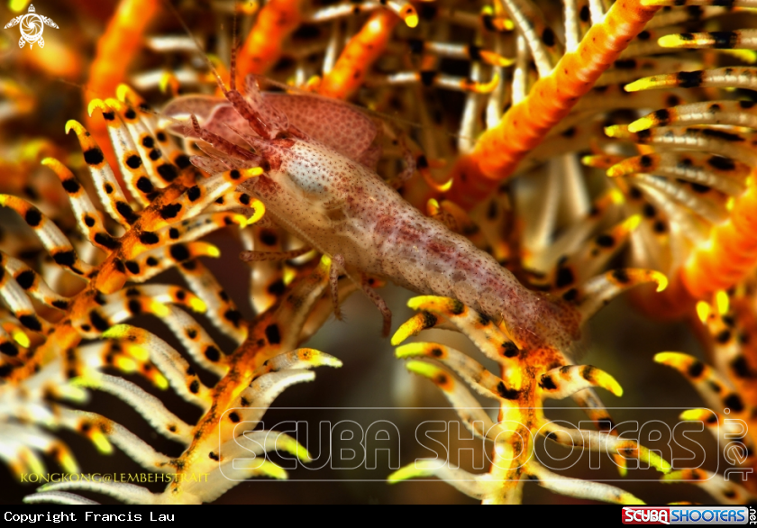 A Cherry shrimp