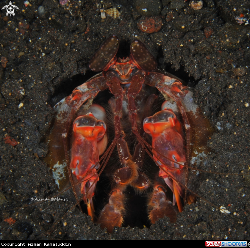 A Mantis Shrimp