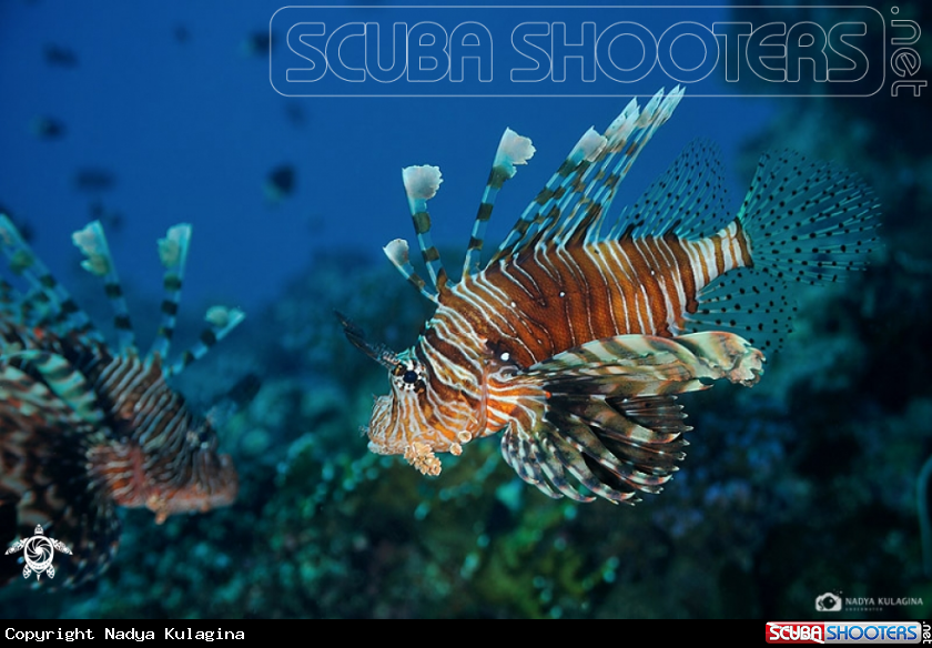 A Lion fish