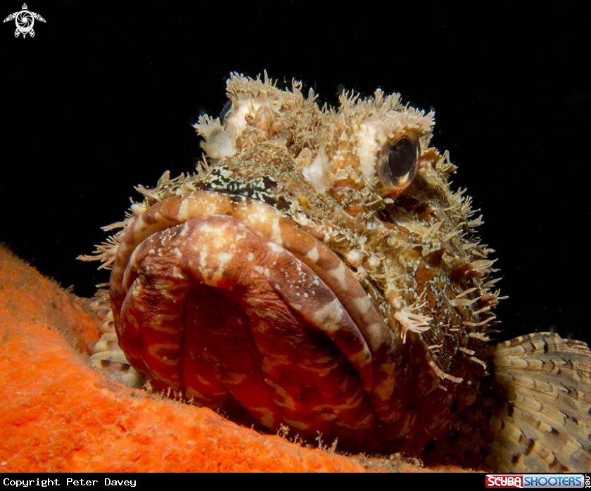 A Northern Scorpionfish