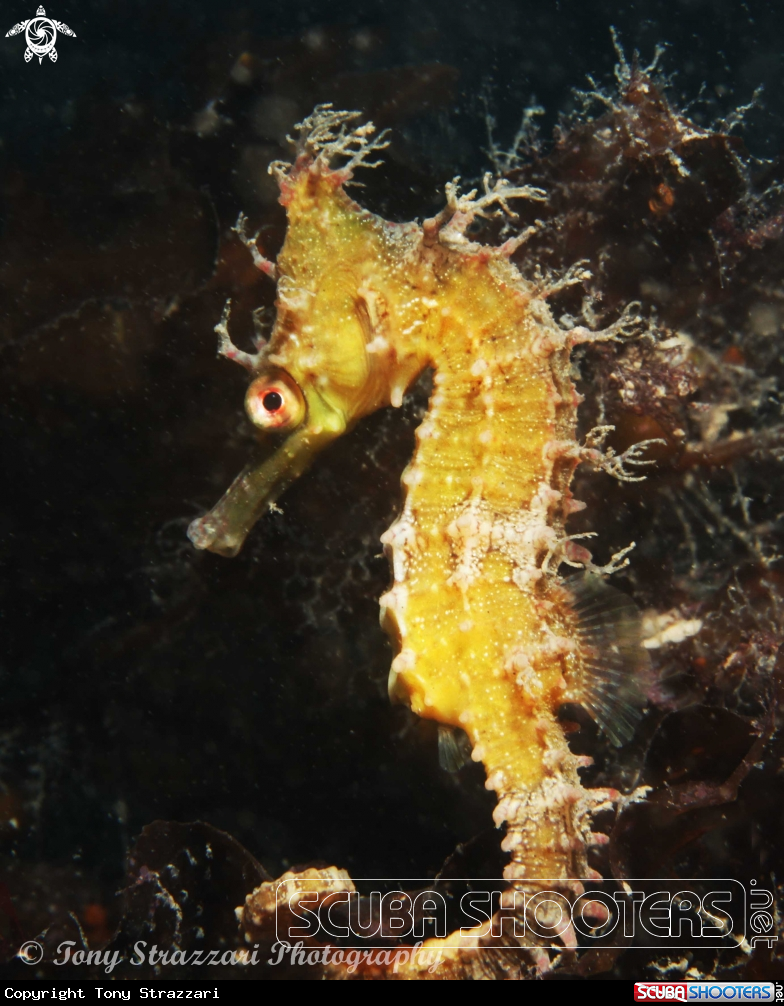 A White's seahorse