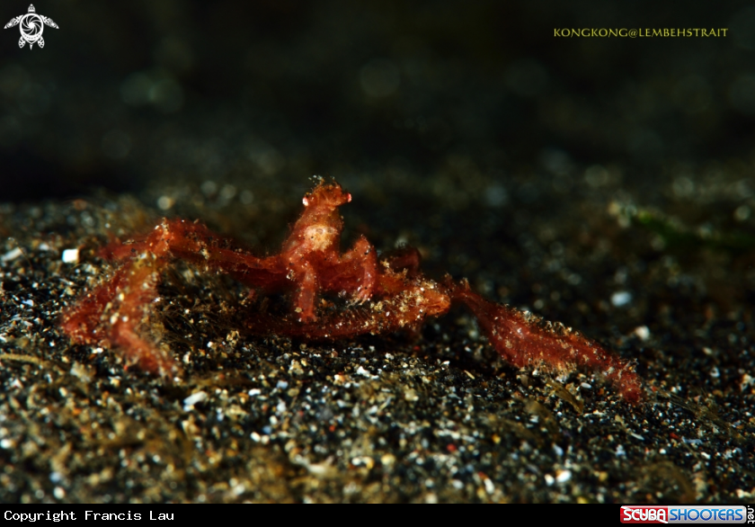 A Orang outan crab