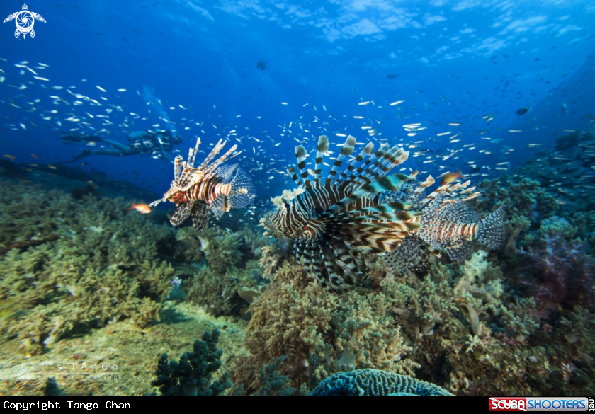 A Lion Fish