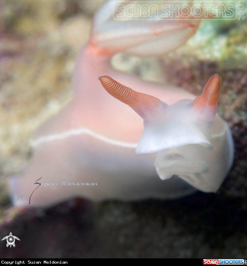 A Bullocks Hypselodoris