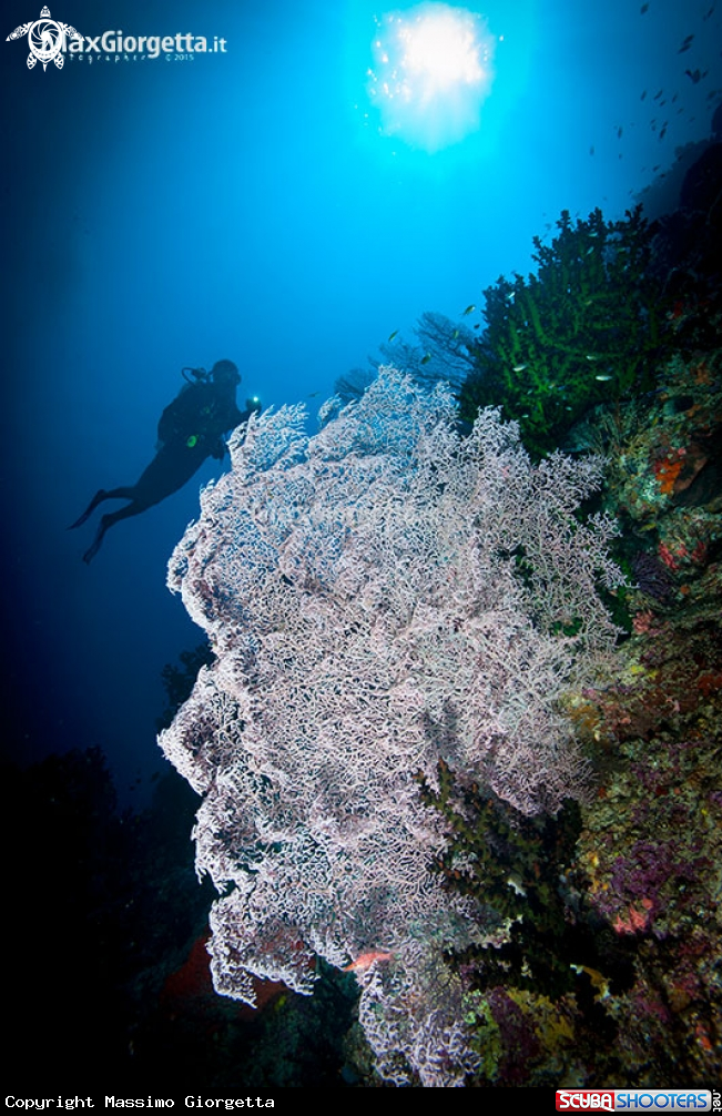 A white coral