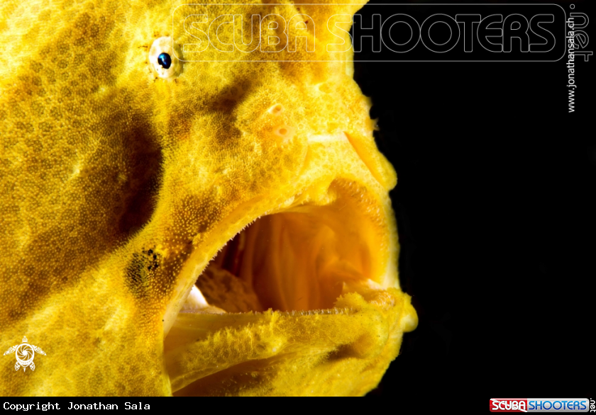 A Giant Frogfish