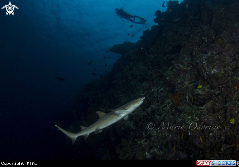 A underwater creature