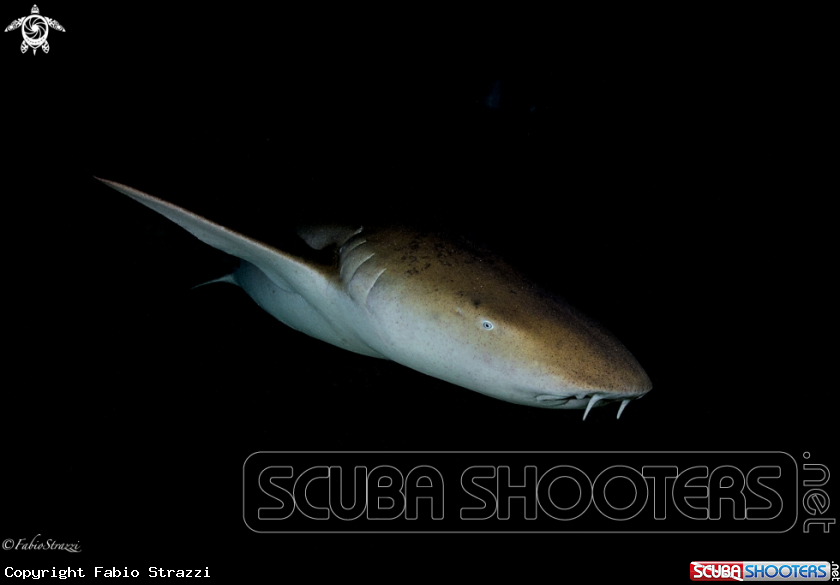 A Nurse Shark