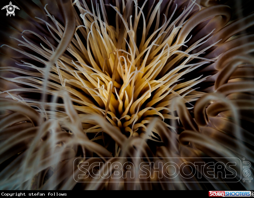 A Tube Anemone