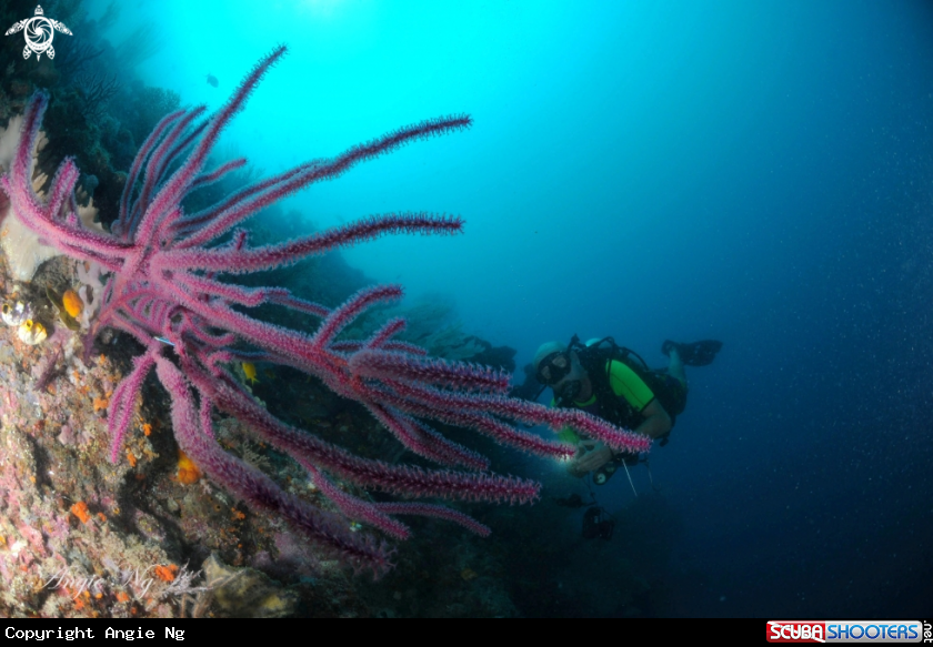 A Soft Coral