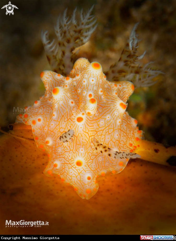 A nudibranch