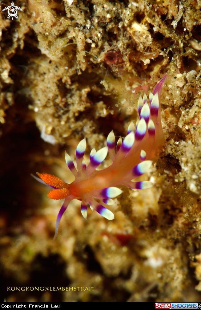 A Nudibranch Flebellina marcusorum