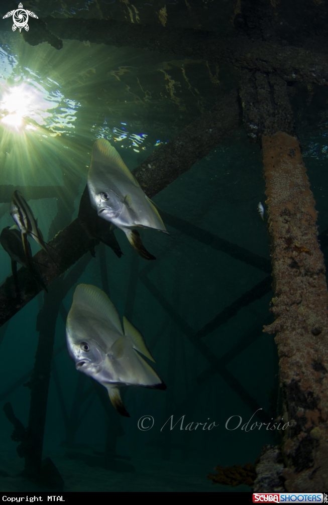 A Bat fish