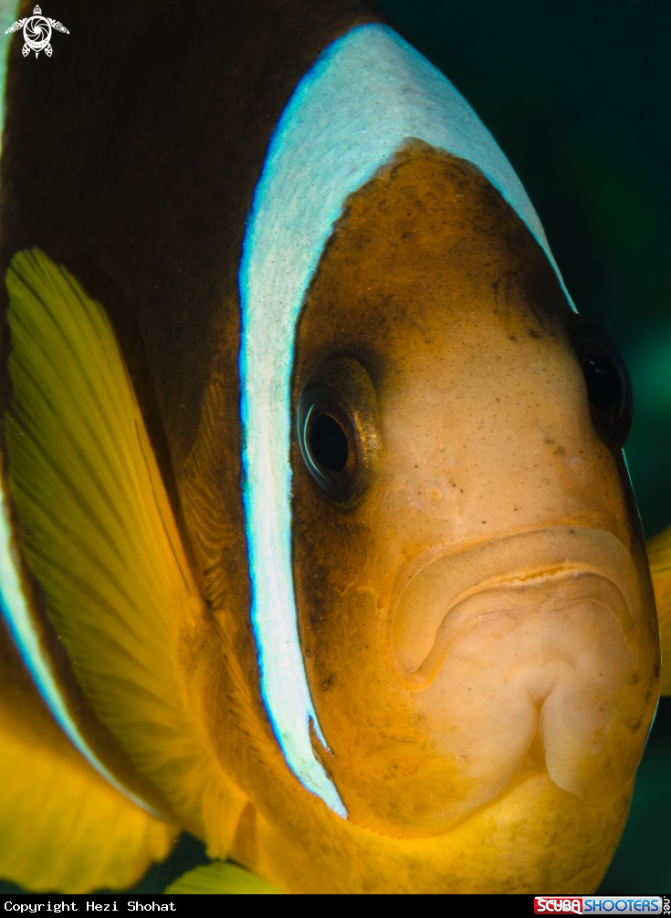 A Red sea clownfish 