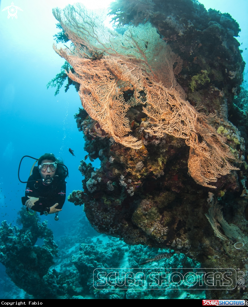 A underwater creature