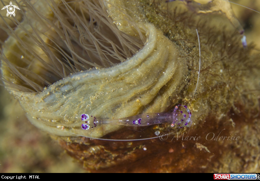 A Anemone shrimp