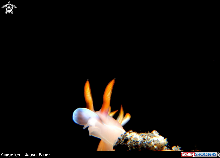 A hypselodoris