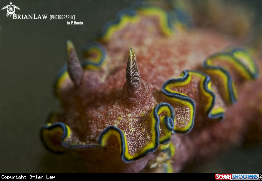 A Glossodoris Cincta