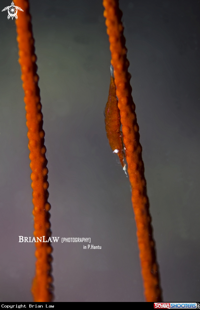 A Sea fan shrimp