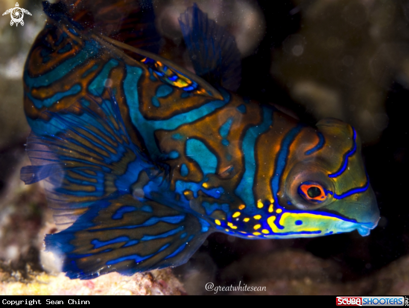 A Mandarin Fish