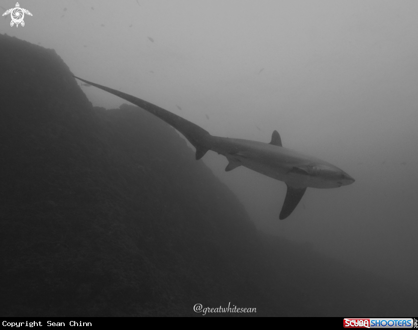 A Thresher Shark