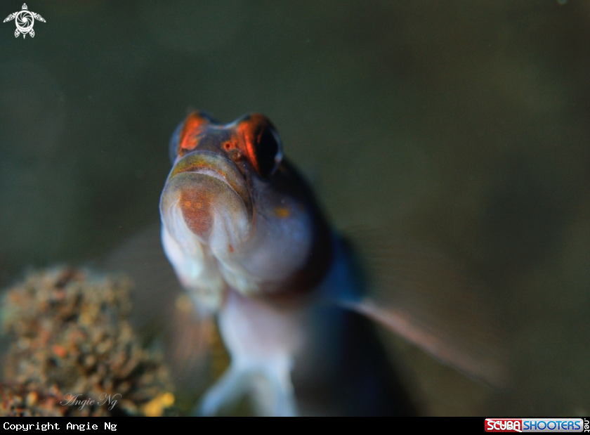 A Goby